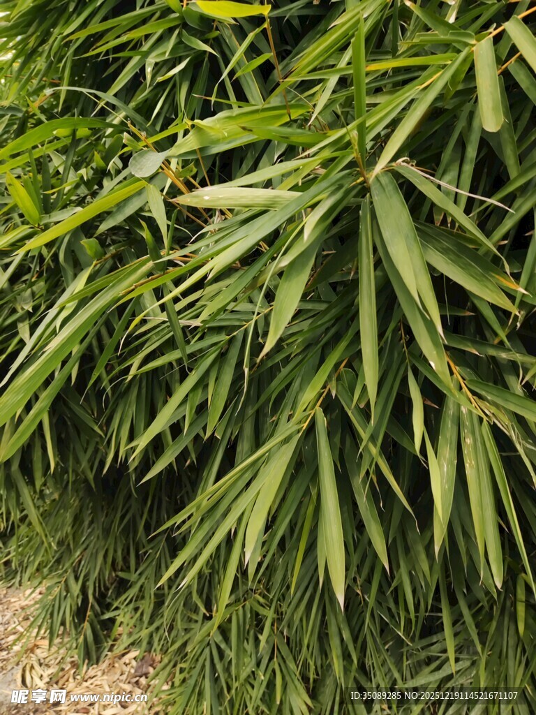 翠绿竹叶尽显自然生机