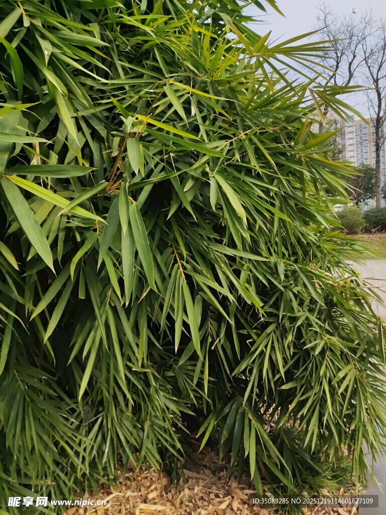 翠绿茂盛的一丛竹子