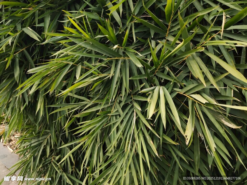 翠绿竹叶尽显自然生机