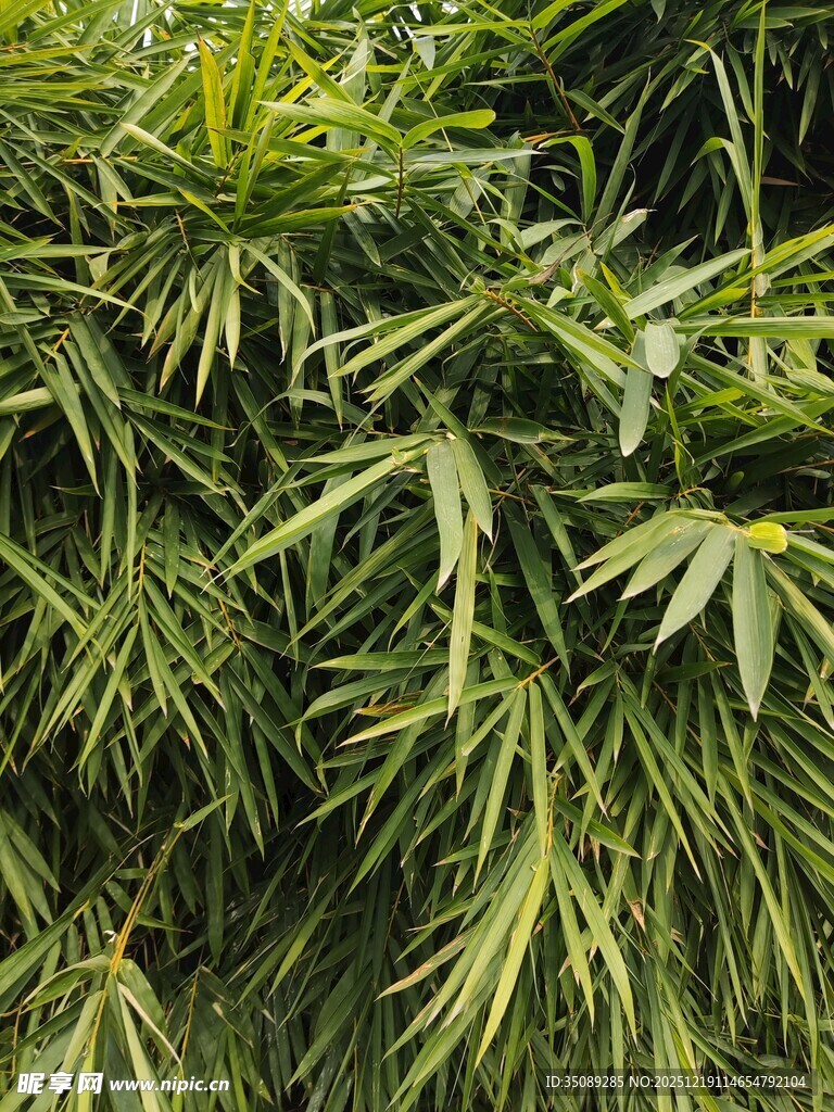 茂密翠绿的植物叶片