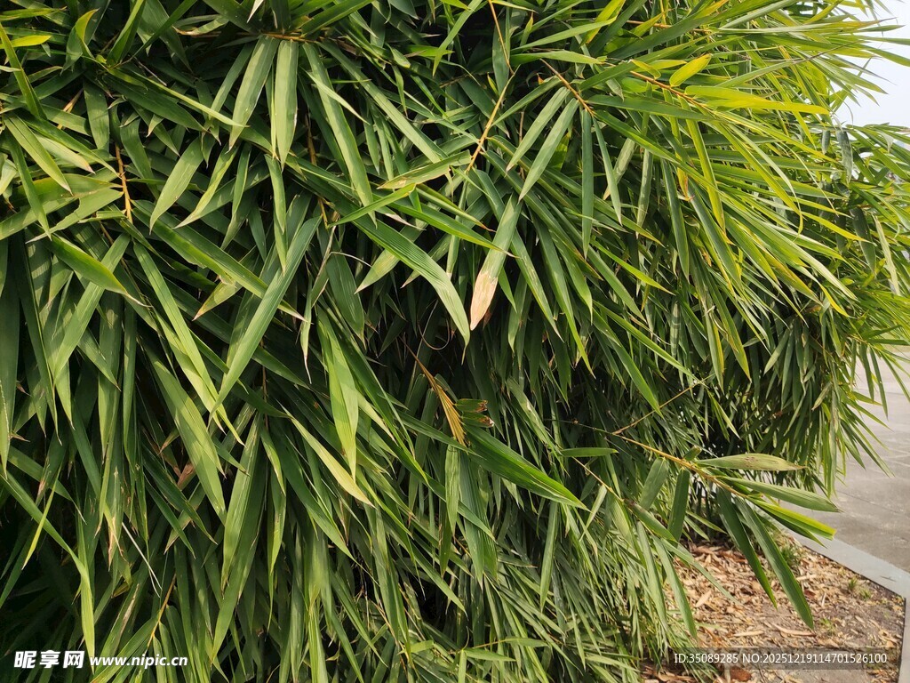 翠绿繁茂的竹子景观