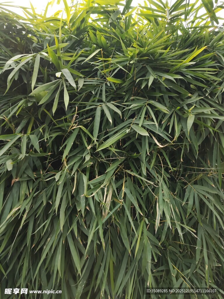 翠绿竹林尽显自然生机