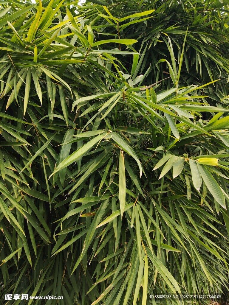 翠绿竹叶丛生景象