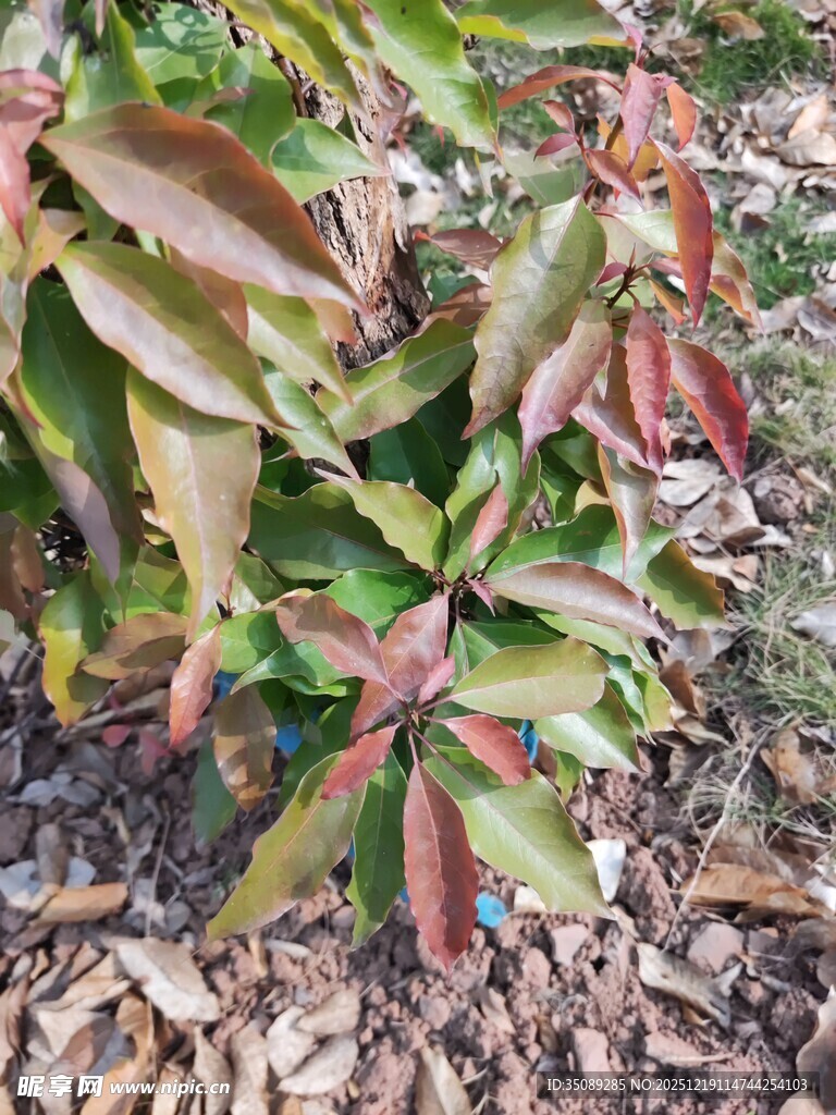 多彩叶片植物特写