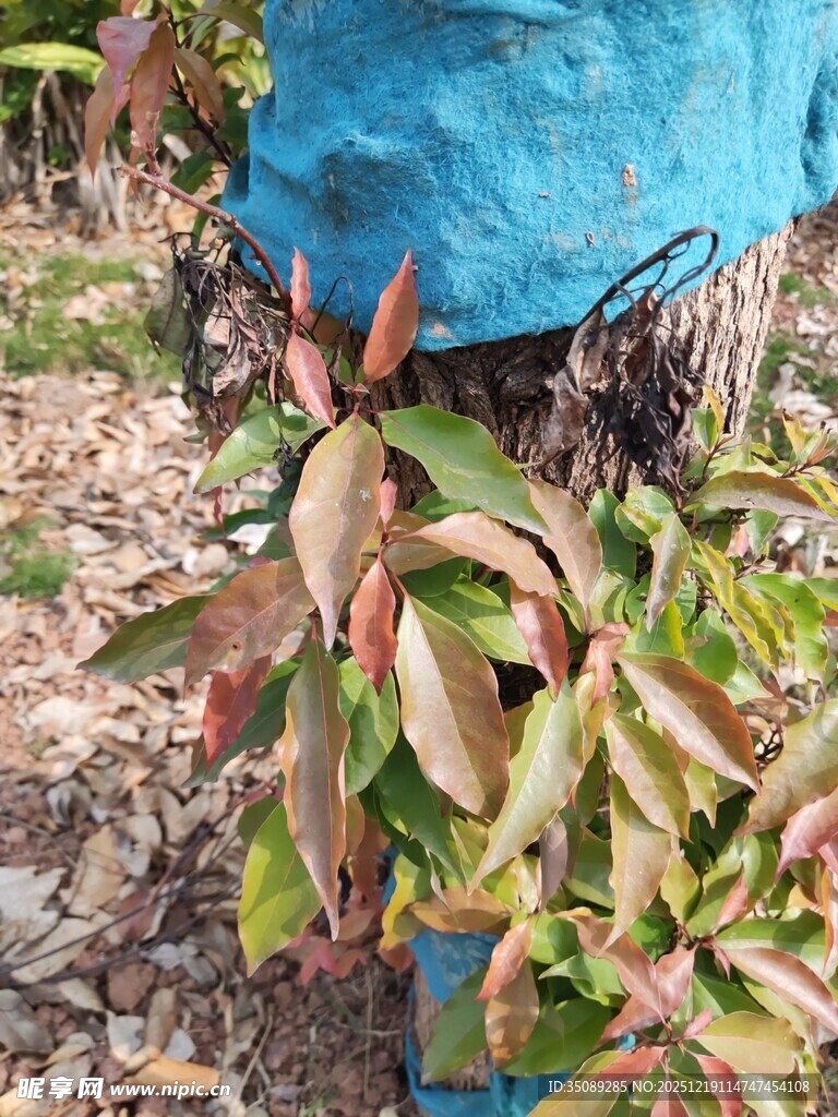 蓝桶旁色彩斑斓的多肉植物