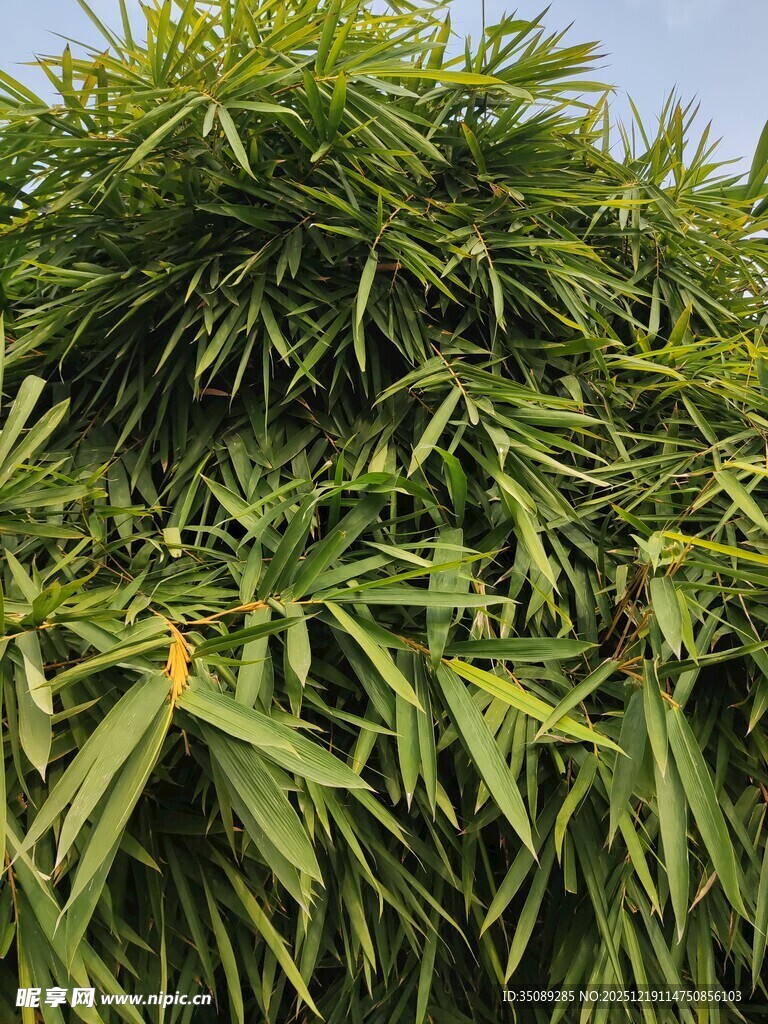 翠绿竹叶茂盛生长