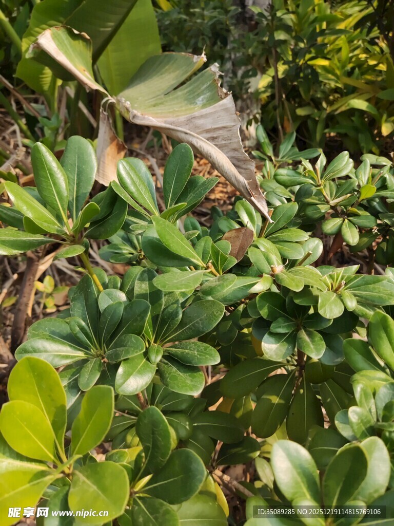 绿叶繁茂的植物景观