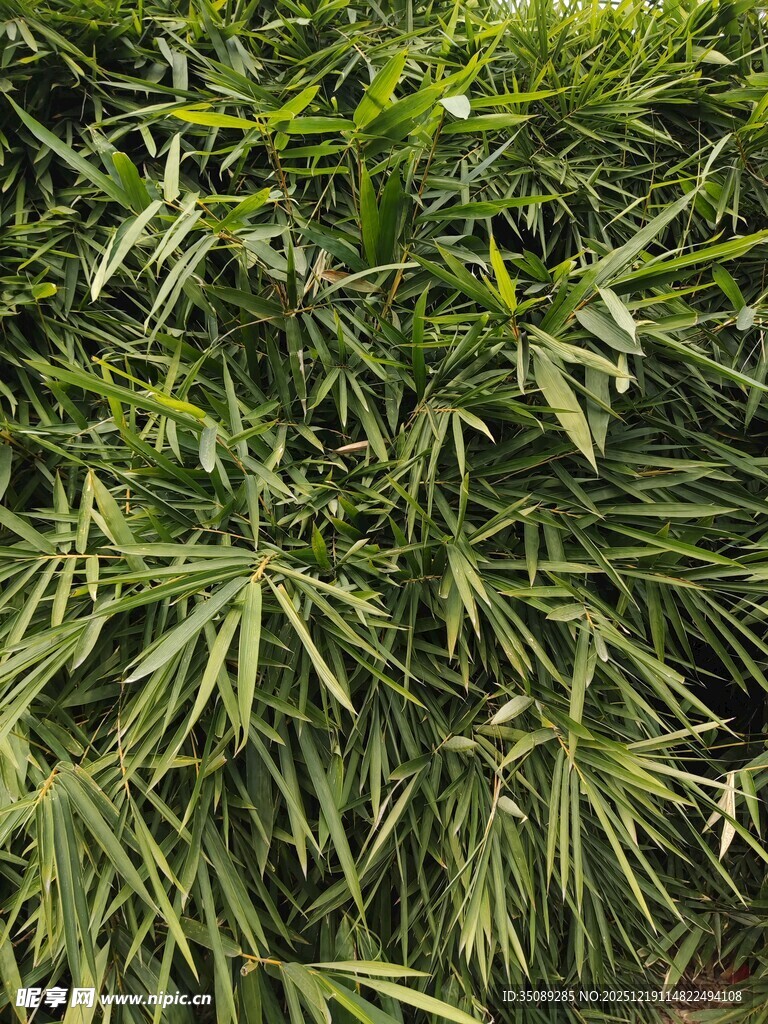 翠绿竹叶展现自然生机