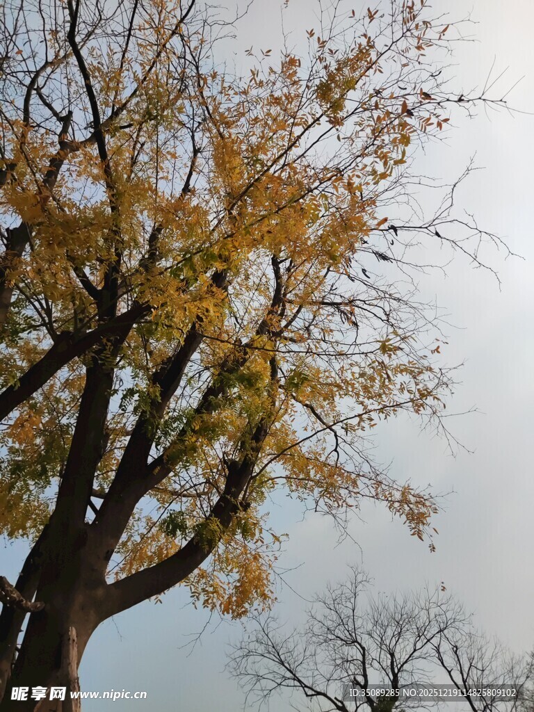 秋日银杏树枝叶景致