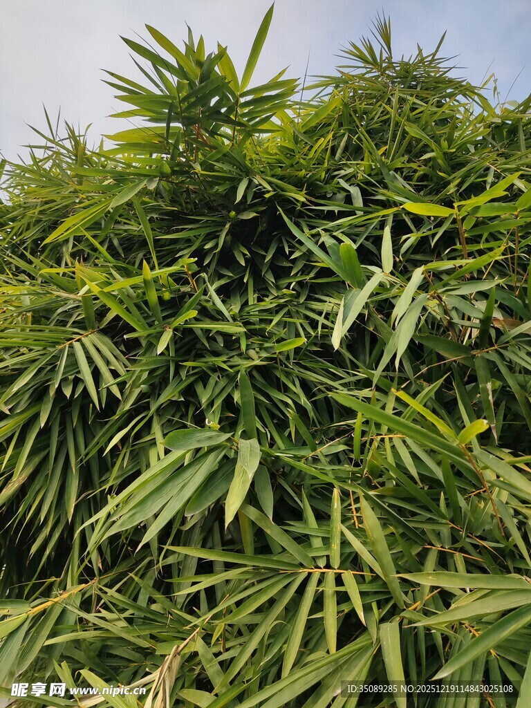 翠绿竹林尽显自然生机