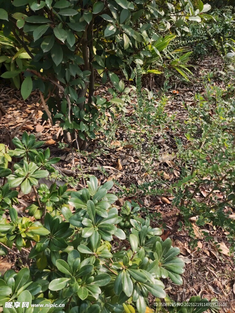 繁茂绿植展现自然生机