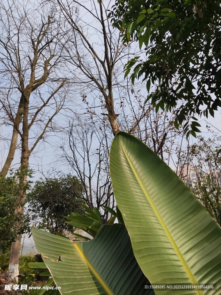 绿叶与树木的自然景致