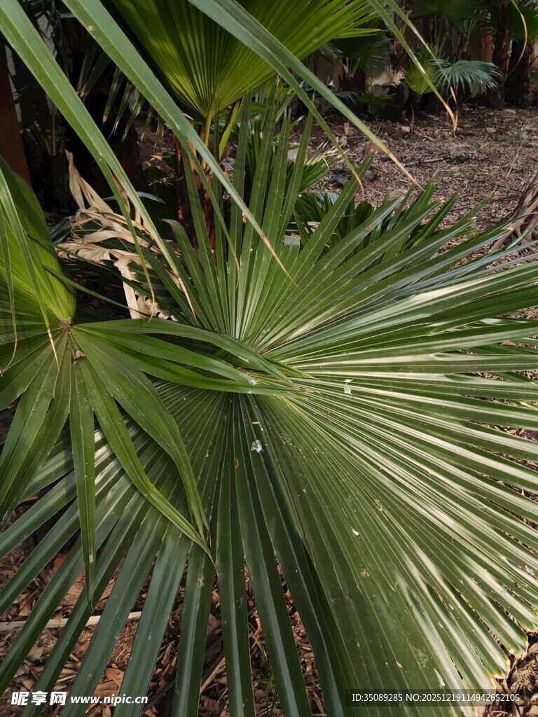 翠绿扇形棕榈叶特写