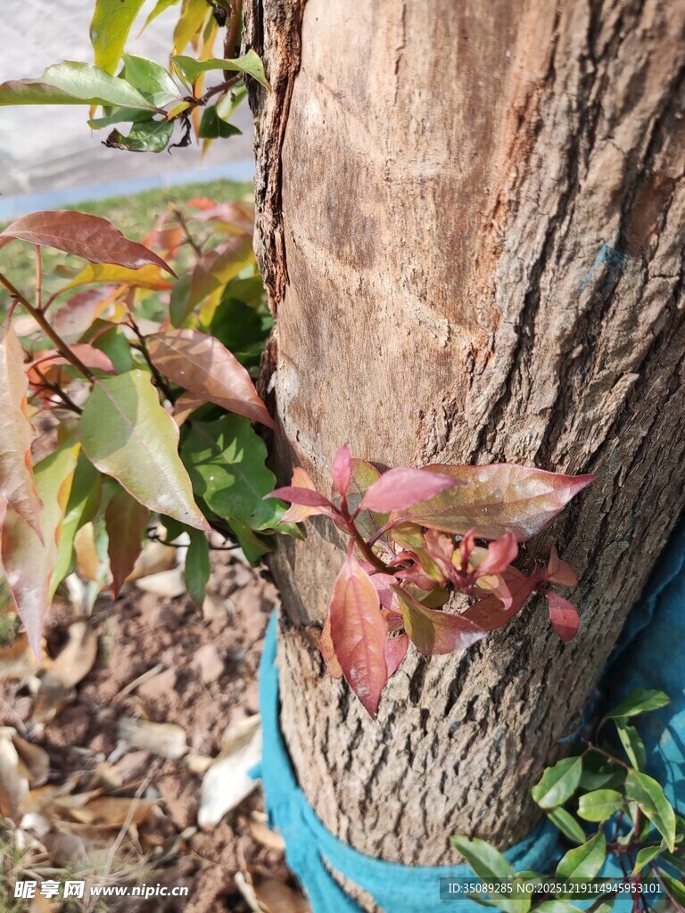 树干旁的多彩植物