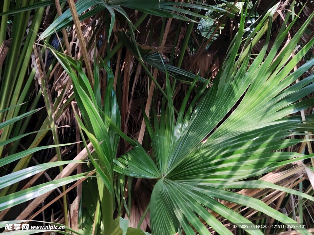 翠绿棕榈叶特写