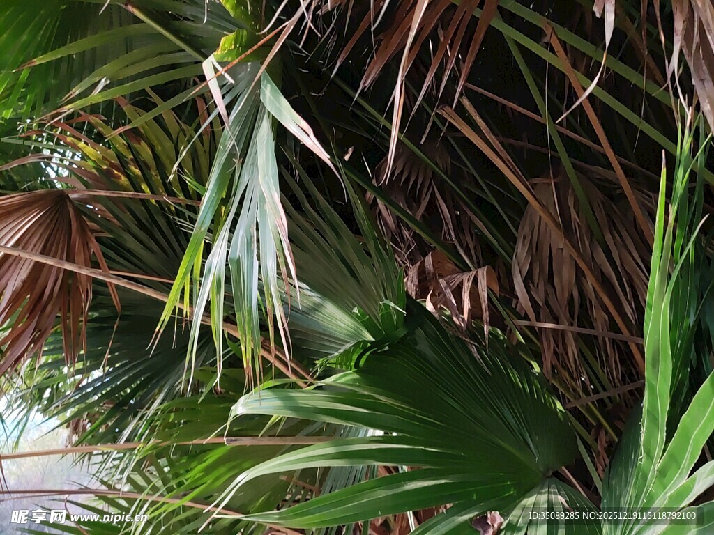 热带植物叶片特写