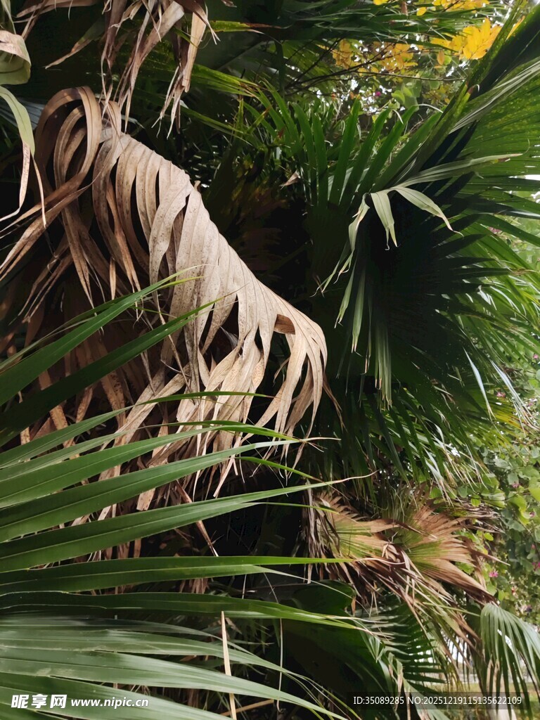 茂密热带植物景观