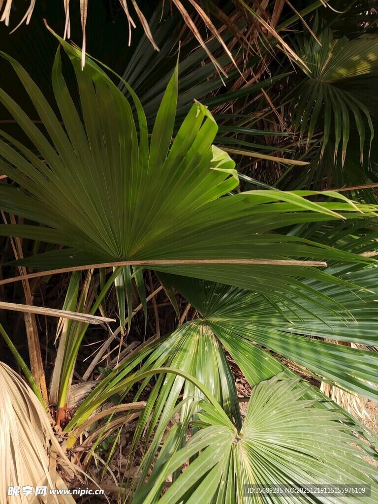 热带阔叶植物特写