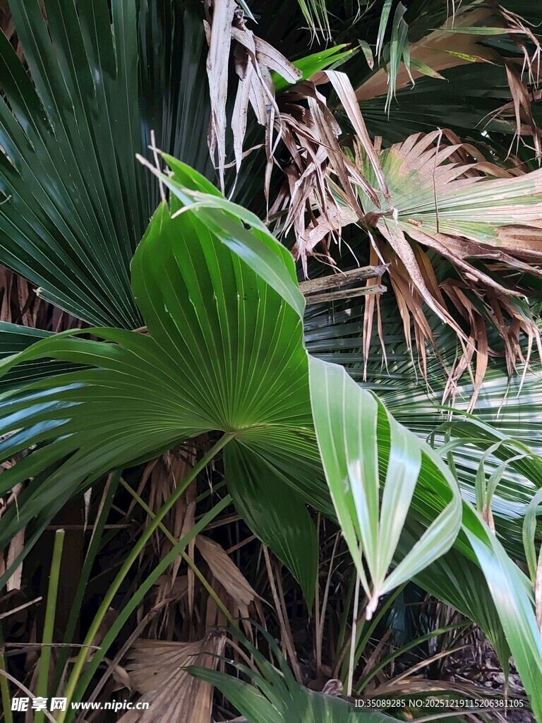 翠绿繁茂的热带植物景观