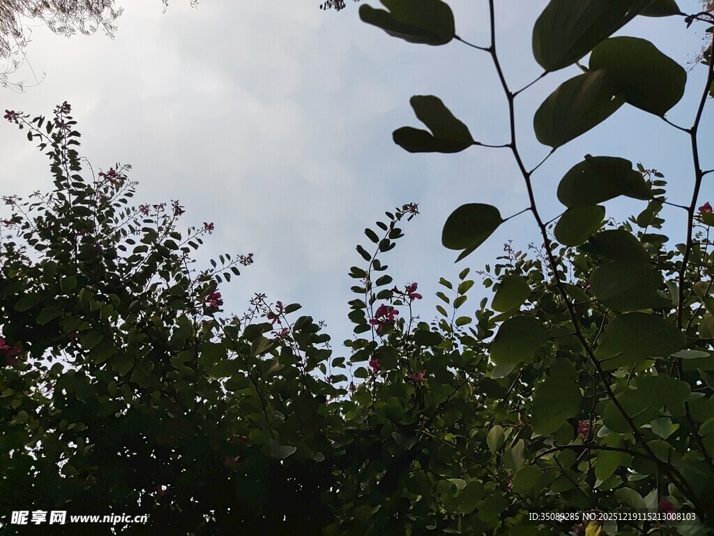 仰视绿树与天空的景致