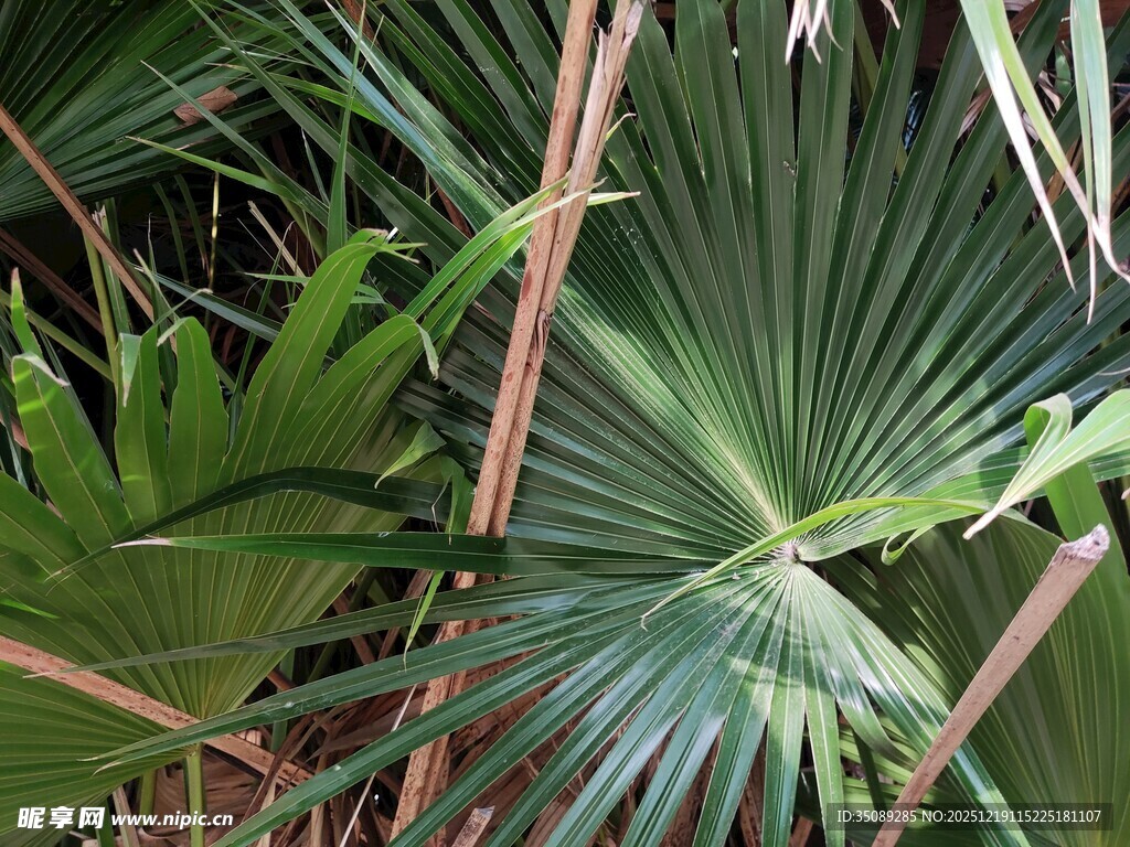 扇形棕榈叶特写