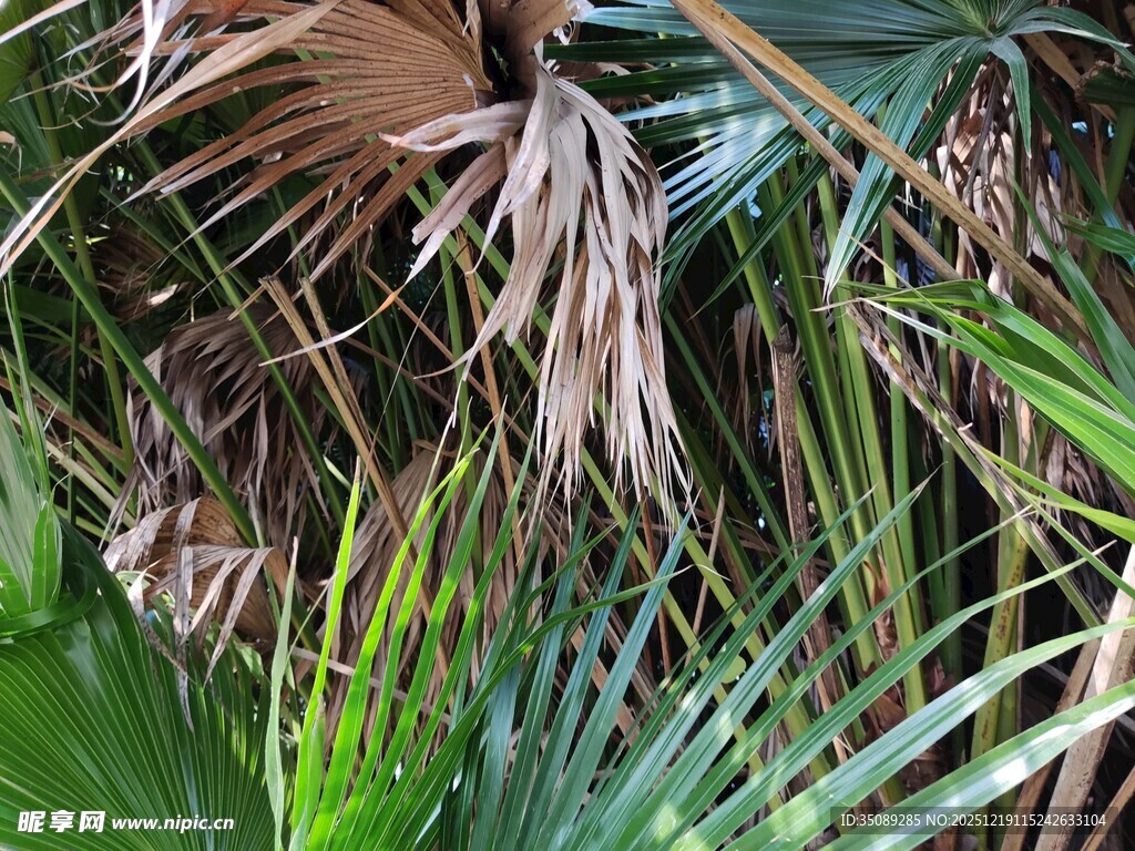 枯萎棕榈叶与繁茂绿植
