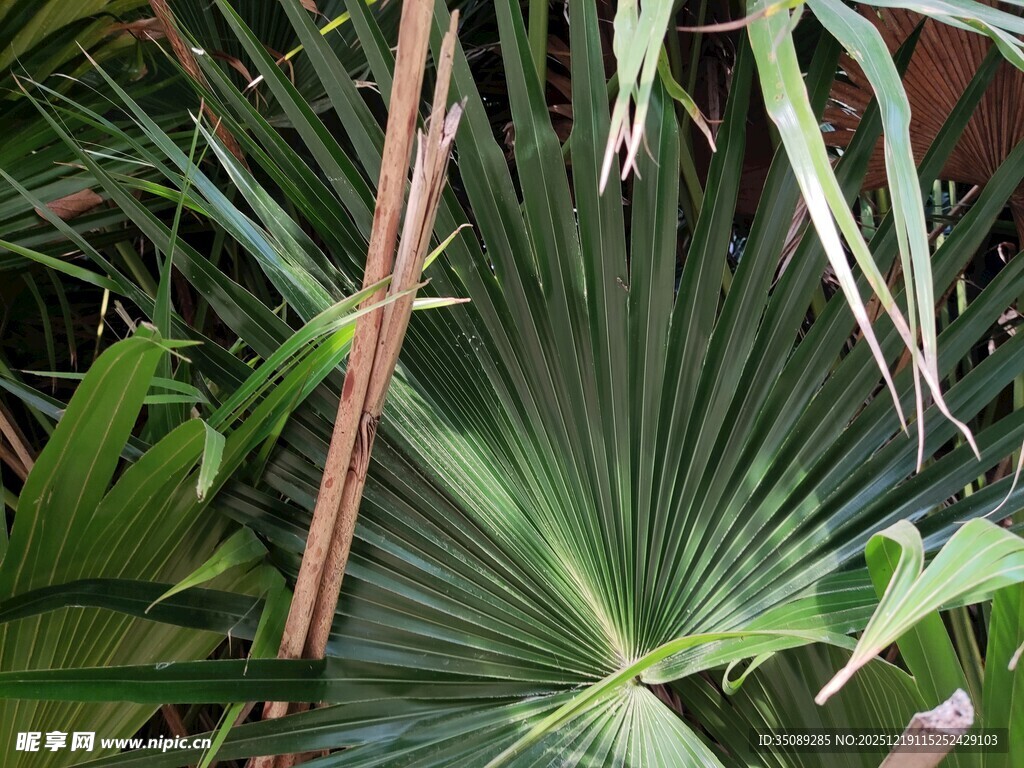 扇形棕榈叶特写