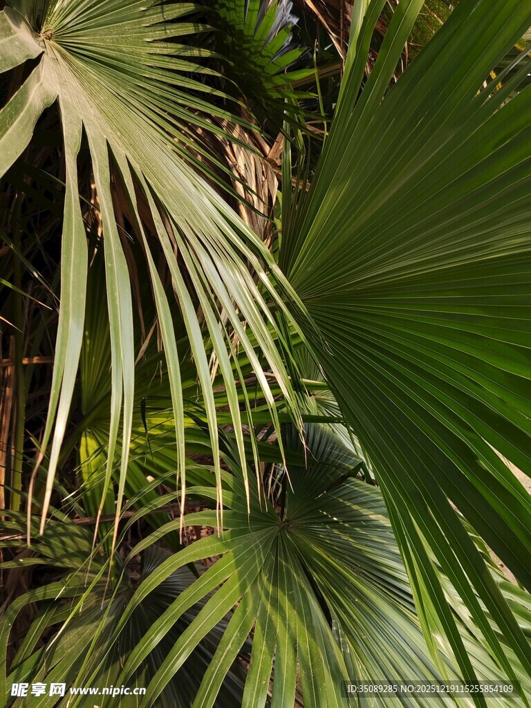 翠绿棕榈叶特写