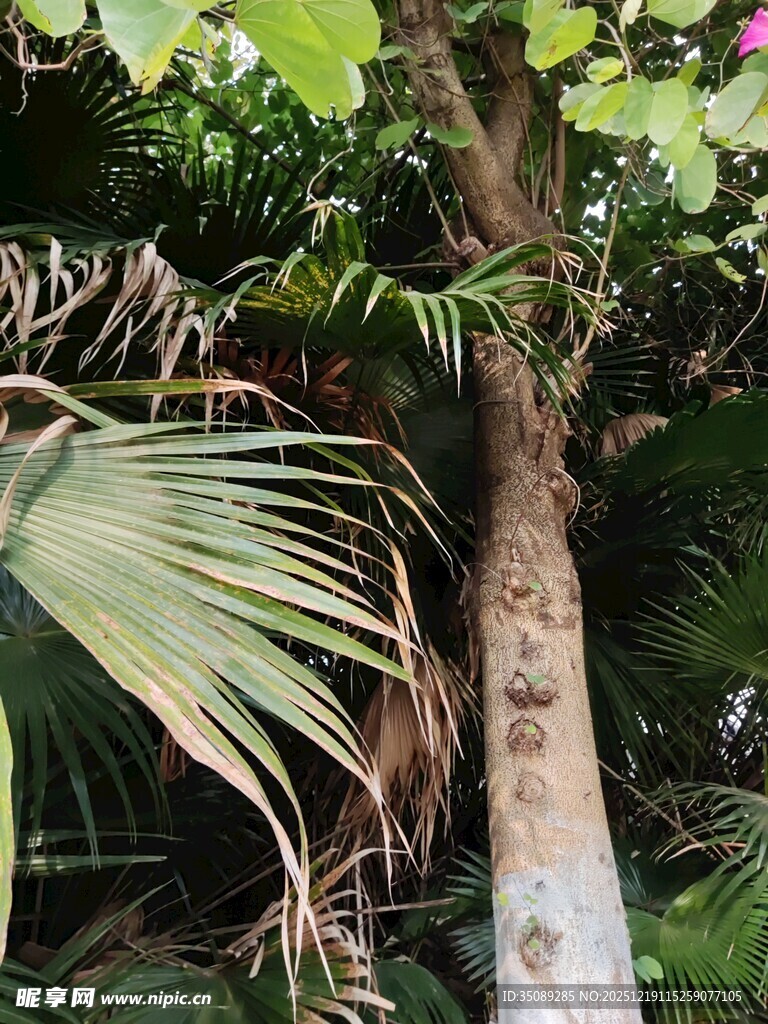 热带植物景观特写