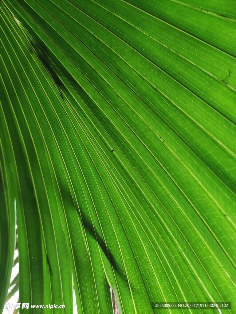 翠绿棕榈叶特写