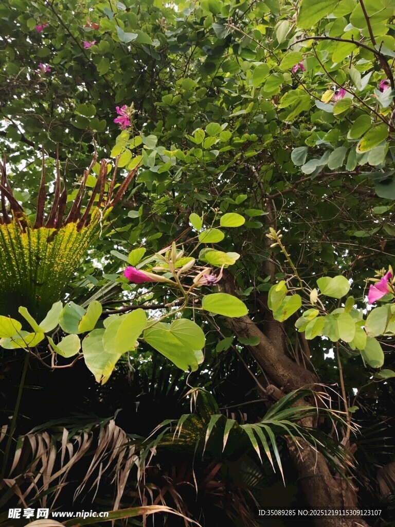 繁茂绿植中的娇艳花朵