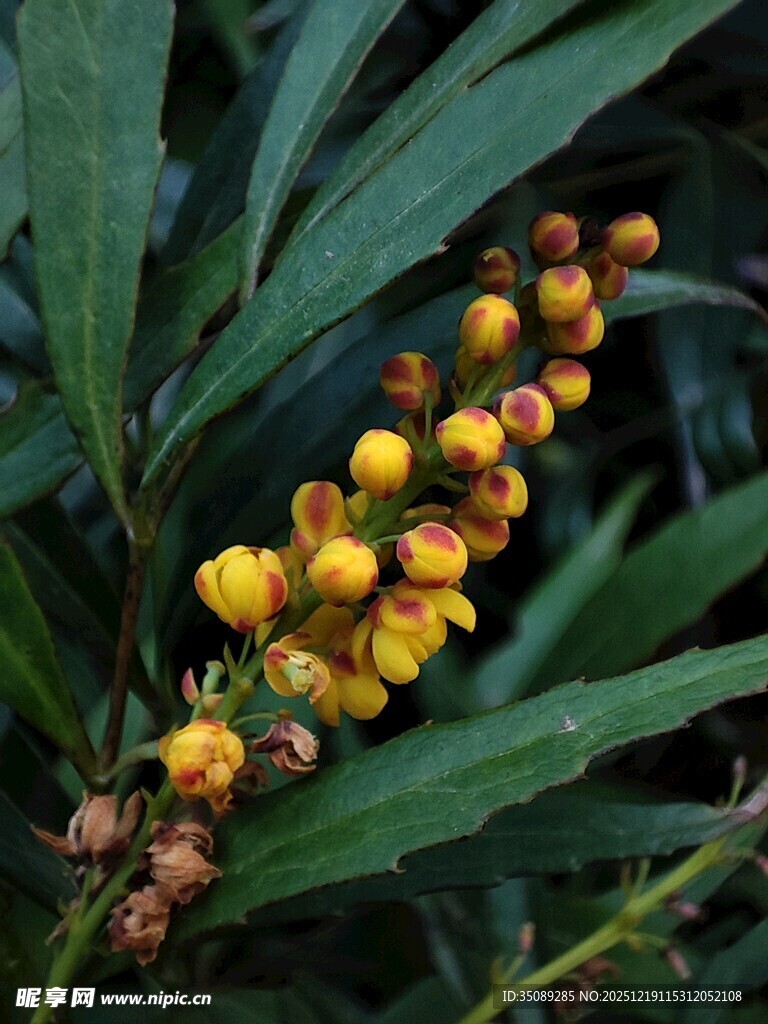 金黄小檗果绿叶相伴