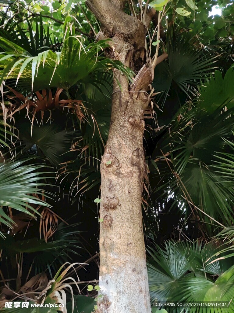 棕榈树干特写