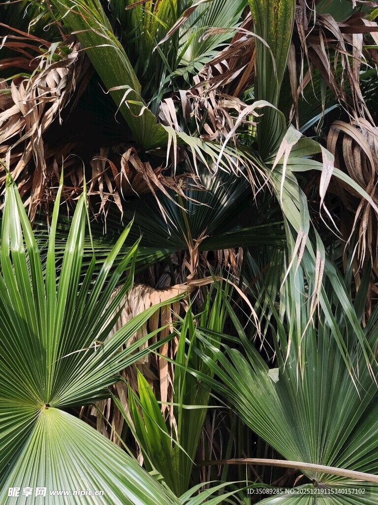 热带植物景观中的繁茂枝叶