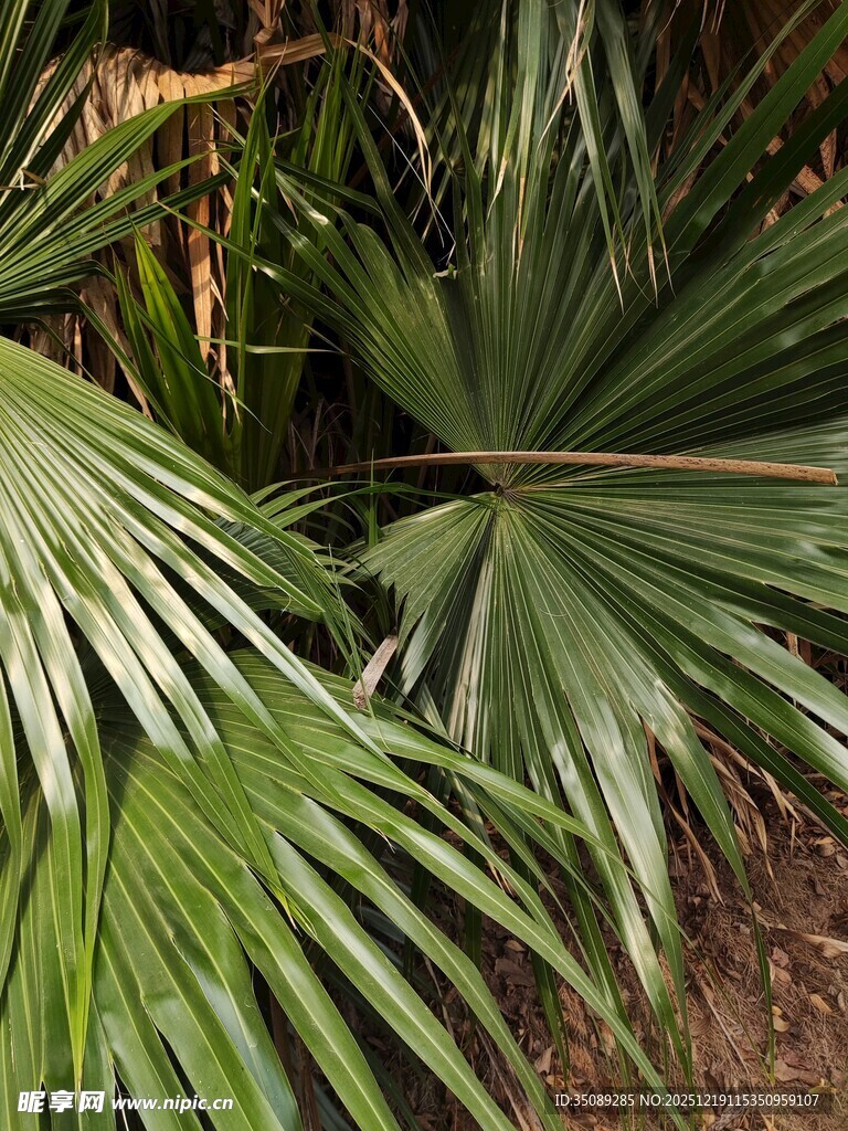 翠绿棕榈叶尽显自然生机