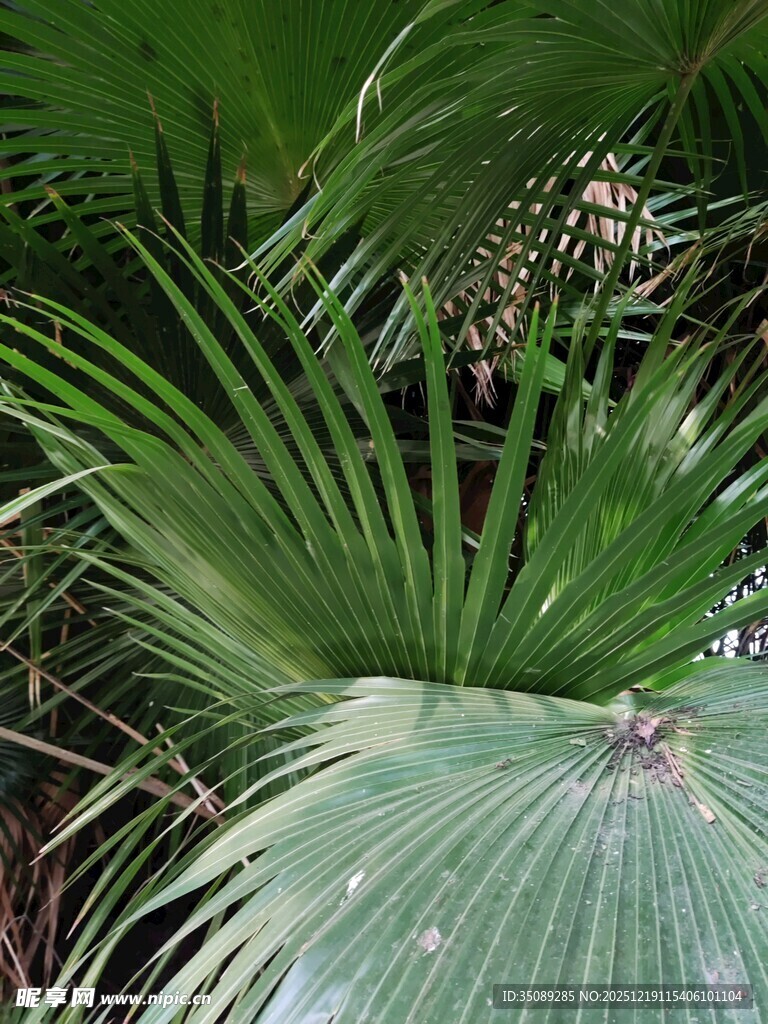 翠绿扇形棕榈叶特写