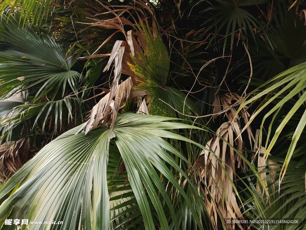热带棕榈植物特写
