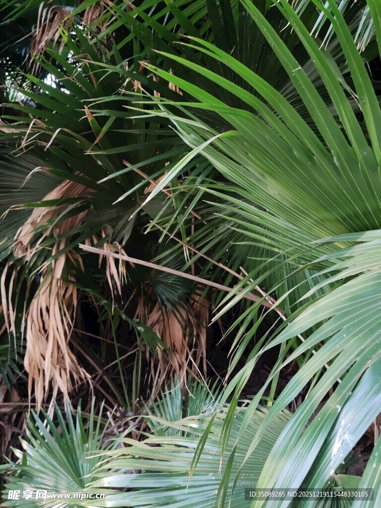 茂密热带植物景观