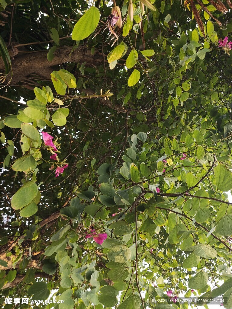 绿叶间绽放的娇艳花朵