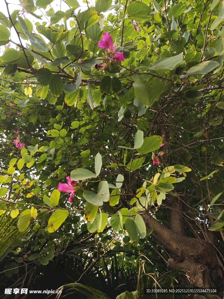 绿叶丛中绽放的娇艳花朵