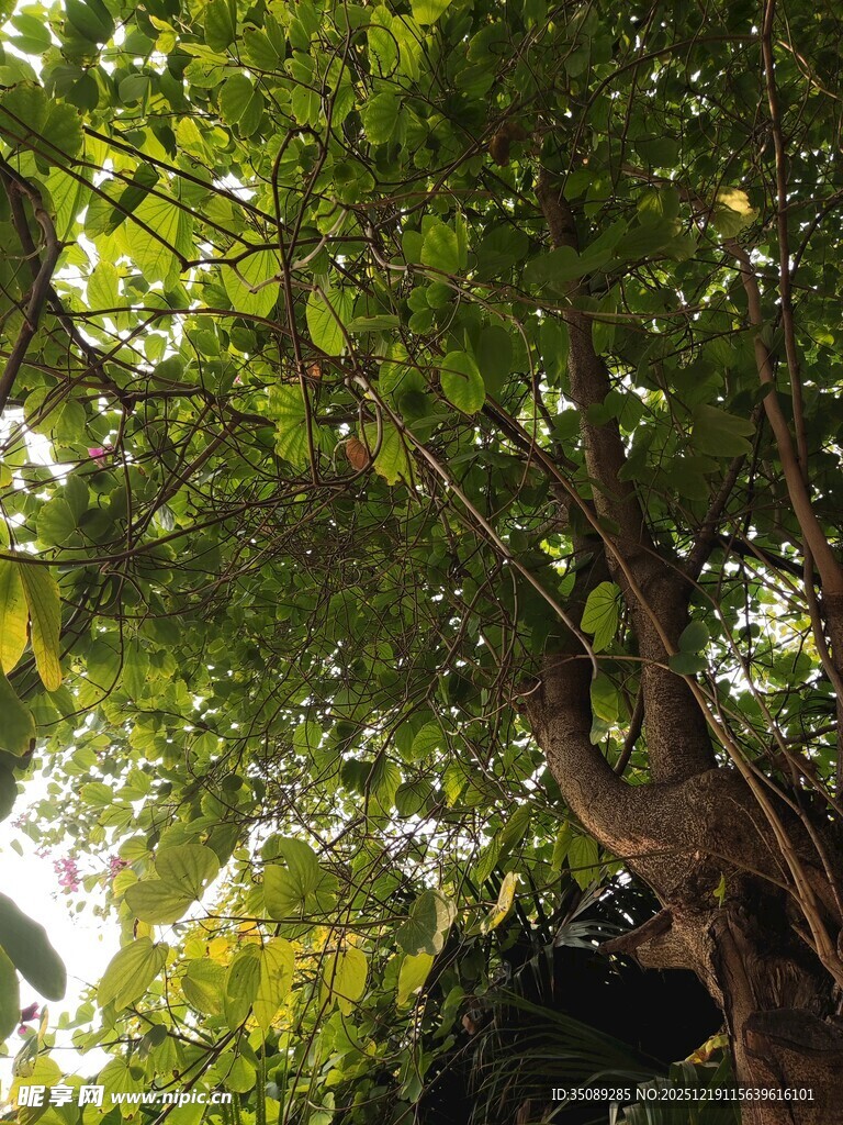 繁茂绿树阳光洒落枝叶间