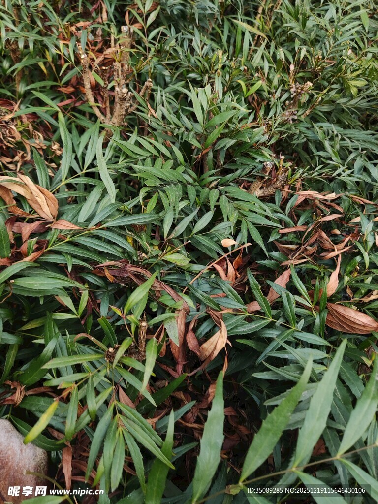 变色的绿植叶片