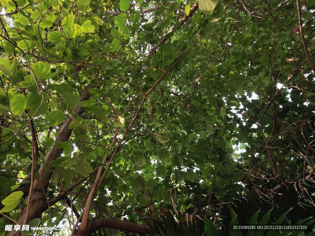 繁茂绿树展现自然生机