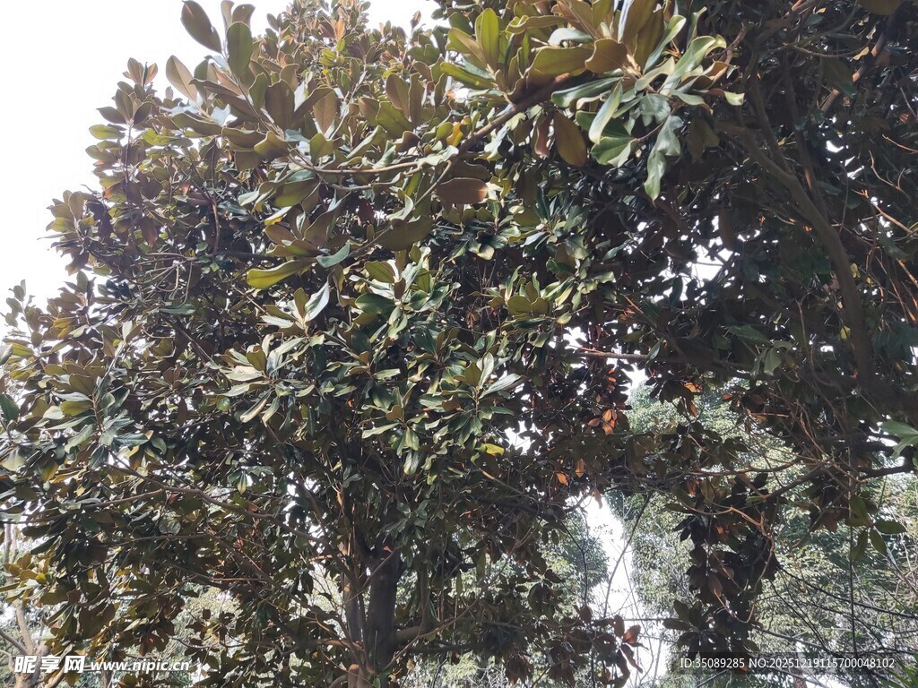 茂盛的树木枝叶繁茂