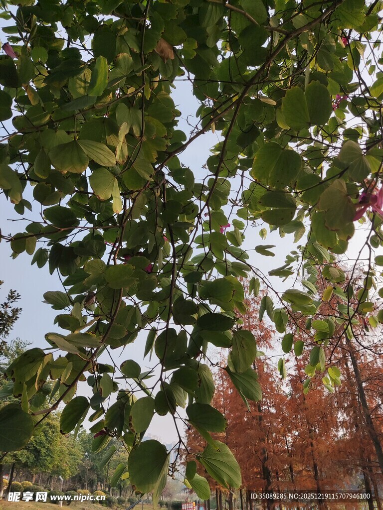 绿叶掩映下的斑斓秋景