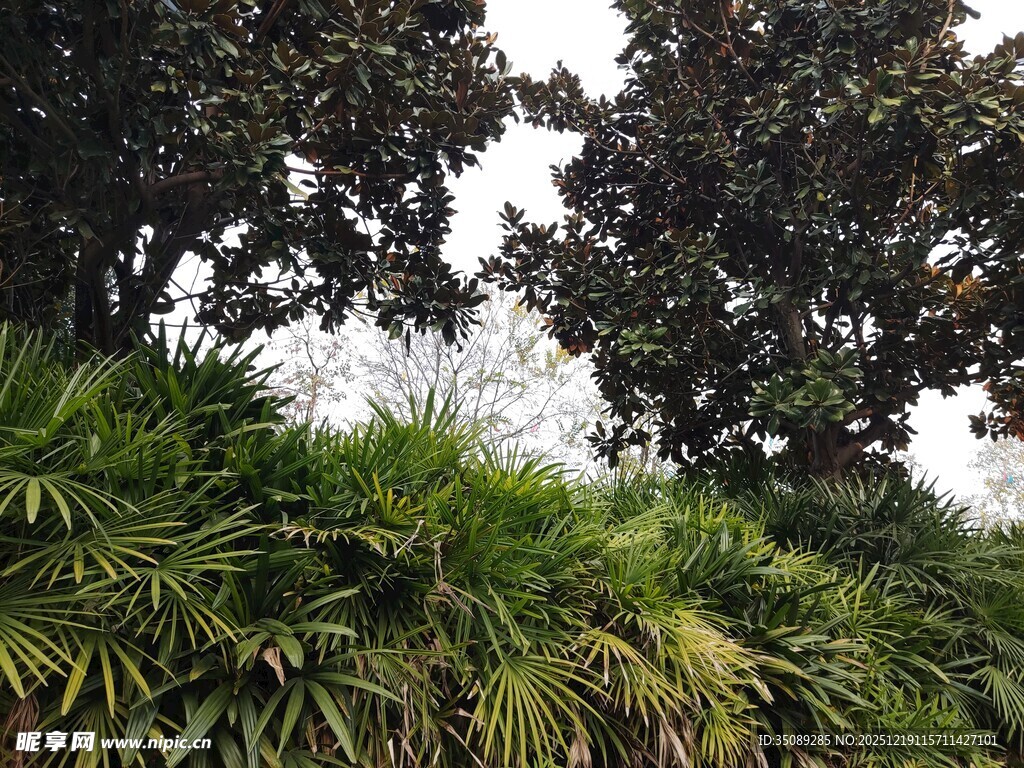 繁茂绿植与树木景观