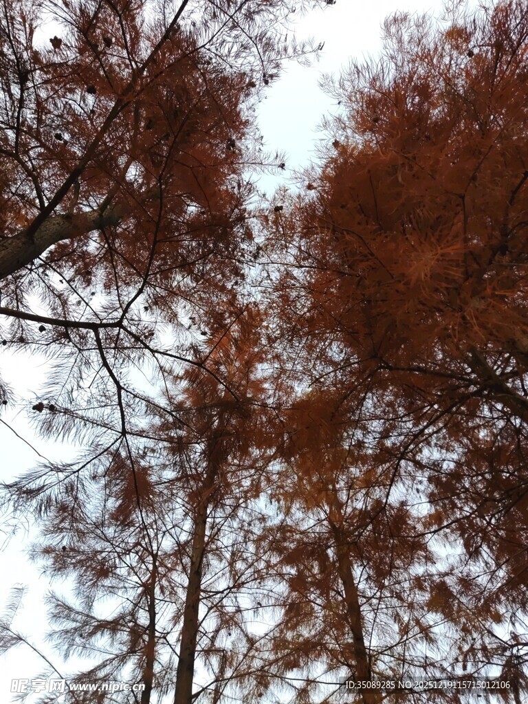 秋日红林树梢景象