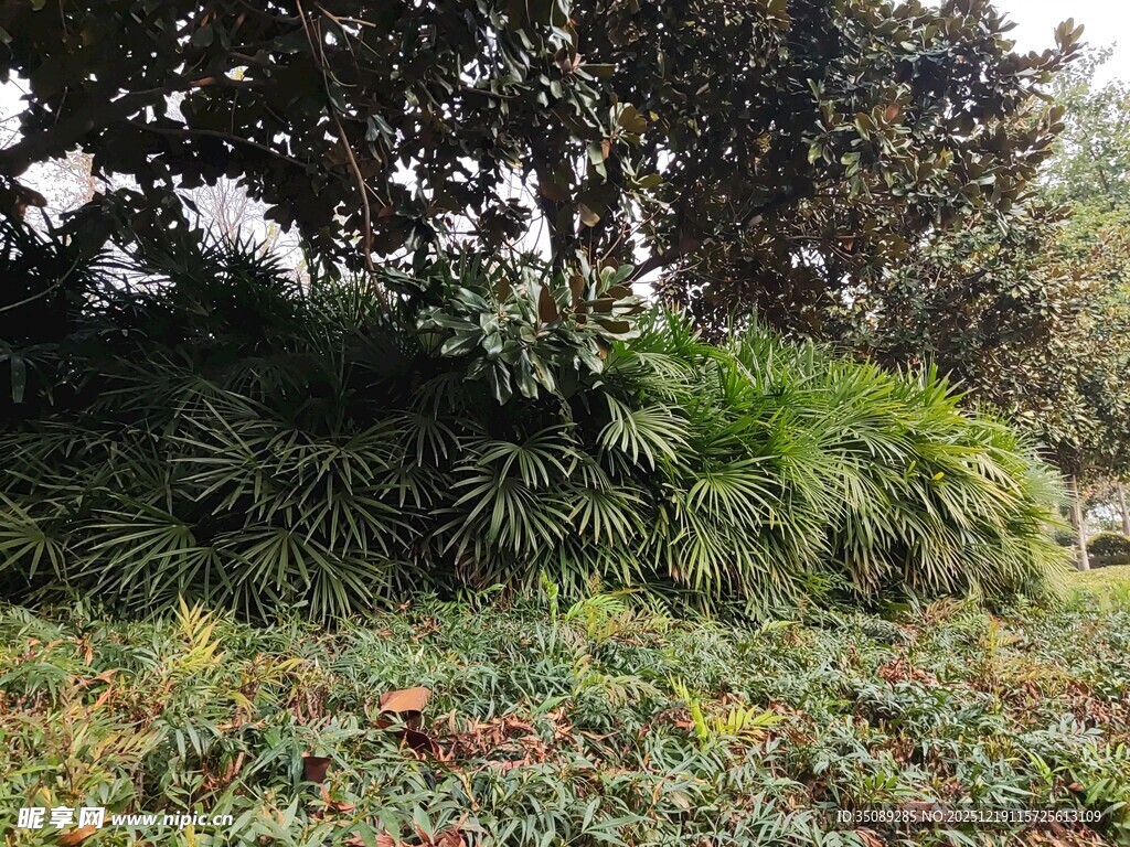 户外繁茂绿植景观