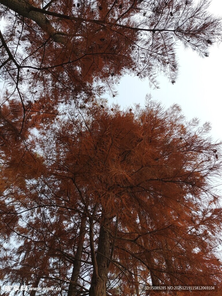 秋日红杉树景致