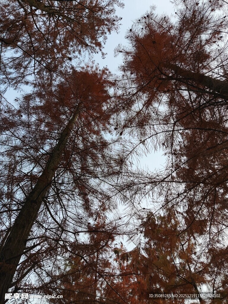 仰视秋日高大树木景观